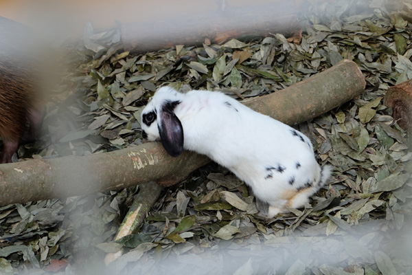 交配動物:例と特徴 - ナルルガ(デルフィナプテルス D. leucas × モノドン M. モノセロス)